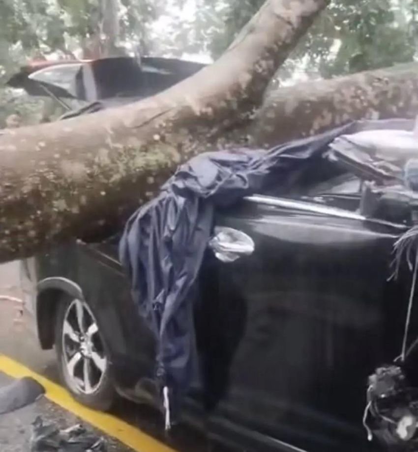 Tragis! Polisi T3w4s Tertimpa Pohon Saat Hujan Deras di Jambi, Istri dan Anak Luka-luka