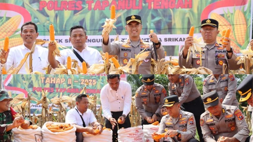 Polres Tapteng Gelar Panen Raya Jagung Tahap Kedua 2025, Wujud Nyata Dukung Ketahanan Pangan
