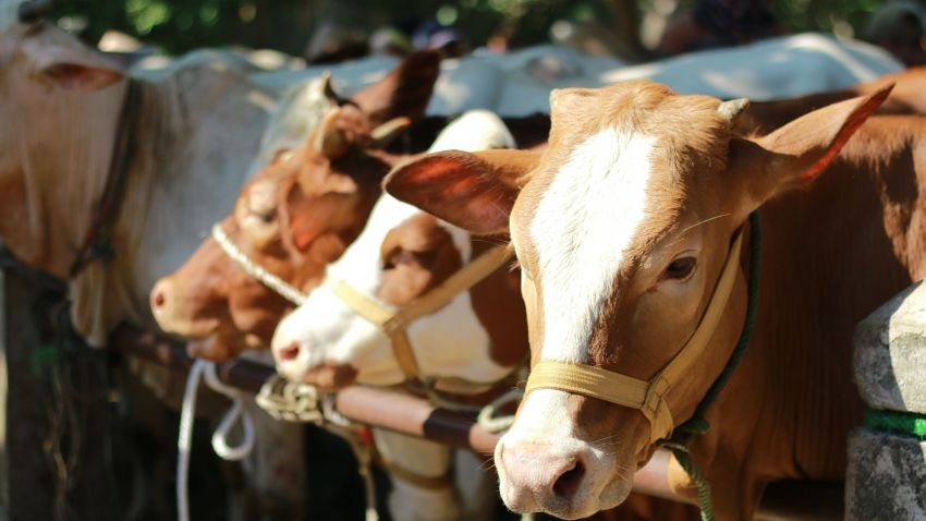Kurban Sapi untuk Berapa Orang? Simak Penjelasannya!