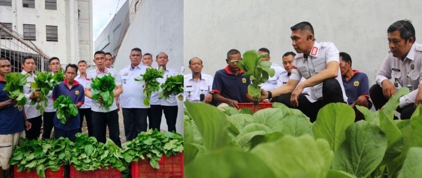 Lapas Jember Panen 80 Kg Sawi, Warga Binaan Dukung Ketahanan Pangan Nasional