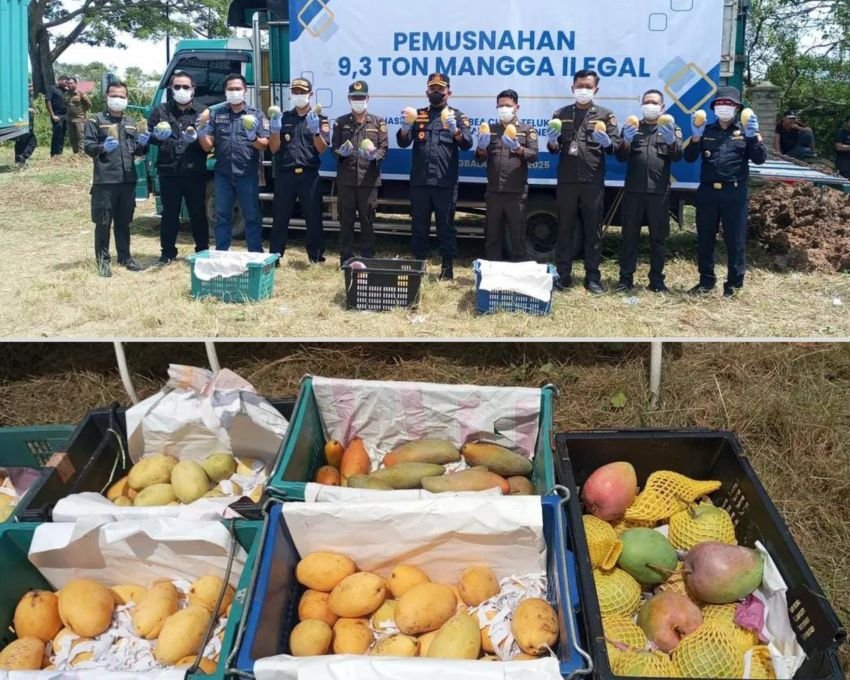 Bea Cukai dan Karantina Musnahkan 9,3 Ton Mangga Ilegal dari Thailand di Kisaran