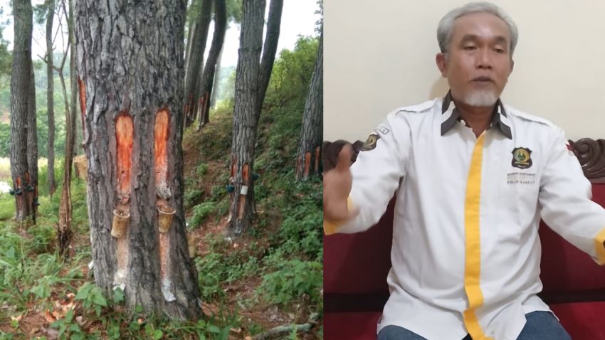 Aliansi Wartawan Pemantau Polisi & Jaksa Desak Polres Tapanuli Selatan Tingkatkan Status Kasus Hilangnya 60 Ton Getah Pinus