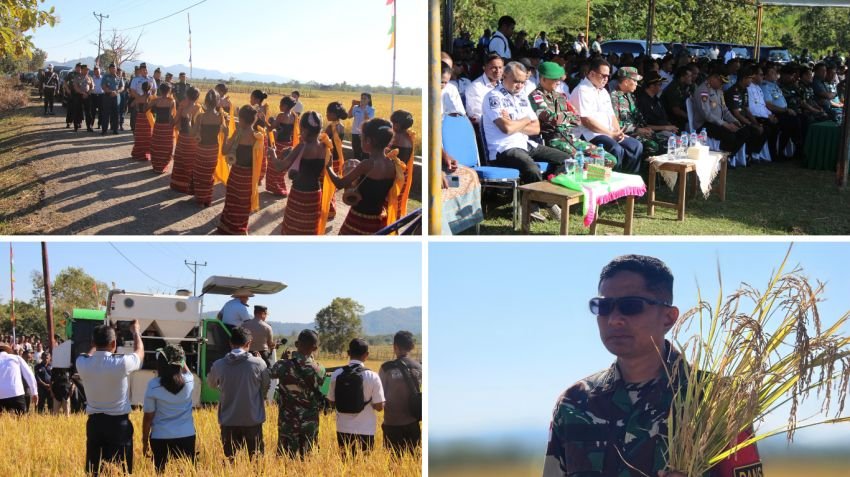 Satgas Yonif 741/GN Bersama Sesko TNI Panen Raya Padi di Perbatasan RI-RDTL