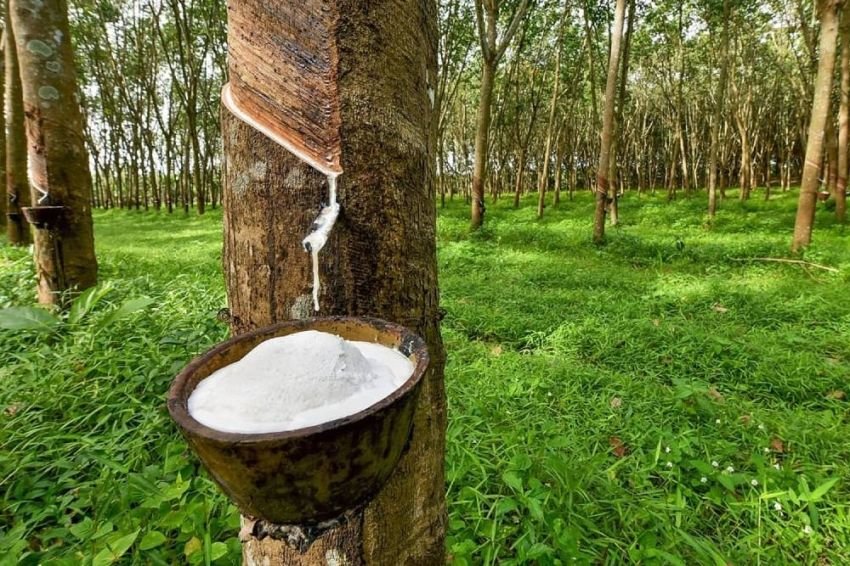 Ekspor Karet Sumut Turun 4% di April 2025, Gapkindo Soroti Tekanan Cuaca dan Pasar Global