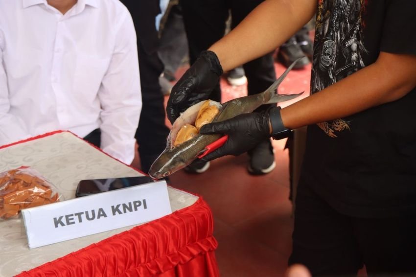 Satresnarkoba Tarakan Bongkar Modus Baru Sabu 3,2 Kg Disembunyikan dalam Perut Ikan Bandeng