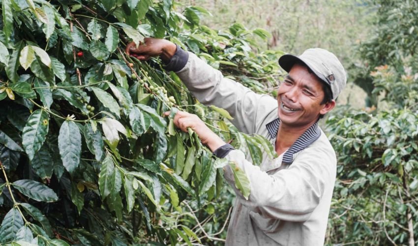 Harga Kopi Dunia Naik, Tapi Petani Indonesia Belum Sejahtera: Rainforest Alliance Soroti Tantangan Produktivitas
