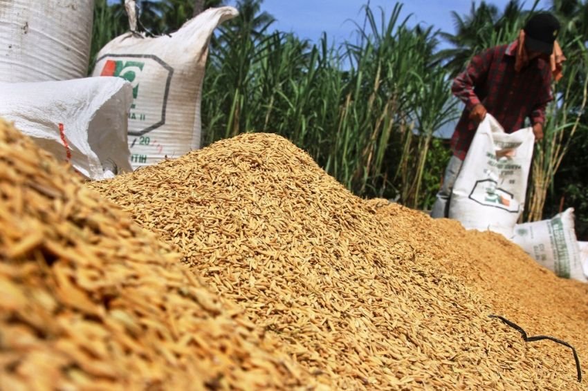 Atasi Gudang Penuh, Wamentan Terapkan Skema Filial untuk Serap Gabah Petani