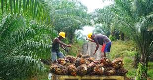 China Siap Investasi Rp148 Triliun untuk Pengolahan Sawit Indonesia, DMSI: Petani Bisa Kaya!