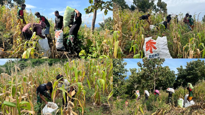 TNI Bersama Warga Perbatasan Panen Jagung di Malaka, Bukti Nyata Manunggal dengan Rakyat