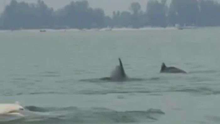 Viral! Warga Rekam Lumba-lumba di Pantai Cermin, Jadi Sorotan Netizen