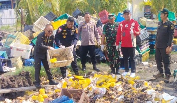 25,9 Ton Mangga Ilegal Asal Malaysia Dimusnahkan Karantina Riau di Bengkalis