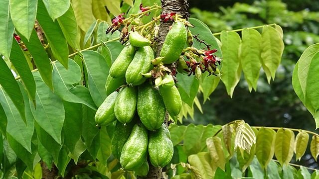 Belimbing Wuluh, Buah Asam Kaya Manfaat: Dari Turunkan Gula Darah hingga Redakan Kram Otot