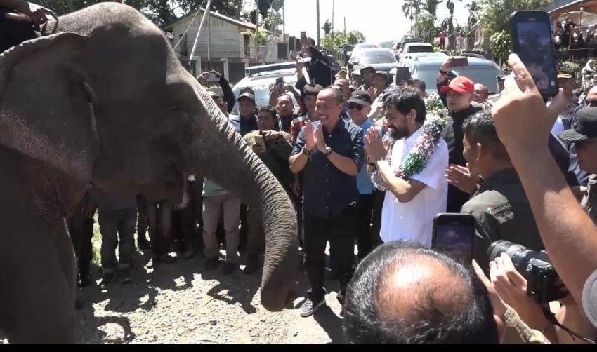 Mualem Tinjau Kawasan Konservasi Gajah di Aceh Tengah, Komitmen Atasi Konflik Manusia-Satwa