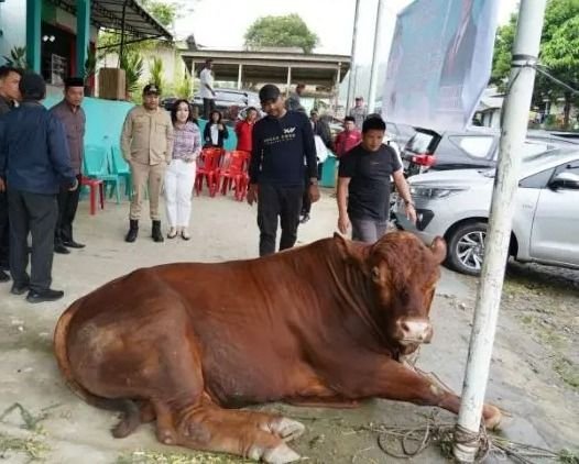 Bupati Pakpak Bharat Serahkan Hewan Kurban Presiden Prabowo Subianto ke Masjid Al Ikhlas Maholida
