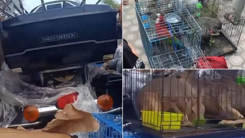 Oknum TNI AL Terseret Kasus Penyelundupan Moge dan Hewan Eksotis di Aceh Timur