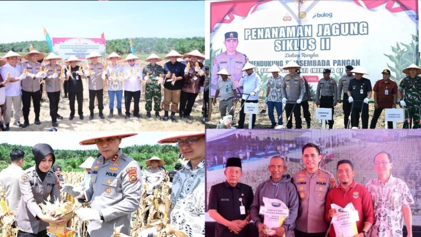 Polda Jambi Panen Raya Jagung Kuartal II, Dukung Program Ketahanan Pangan Nasional