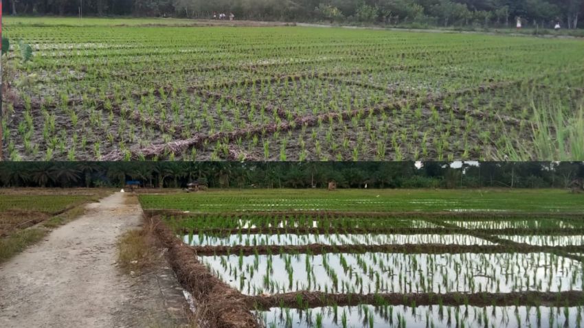 Harga Pupuk Melambung, Petani Desa Mobangboru Tapanuli Tengah Keluhkan Beban Produksi