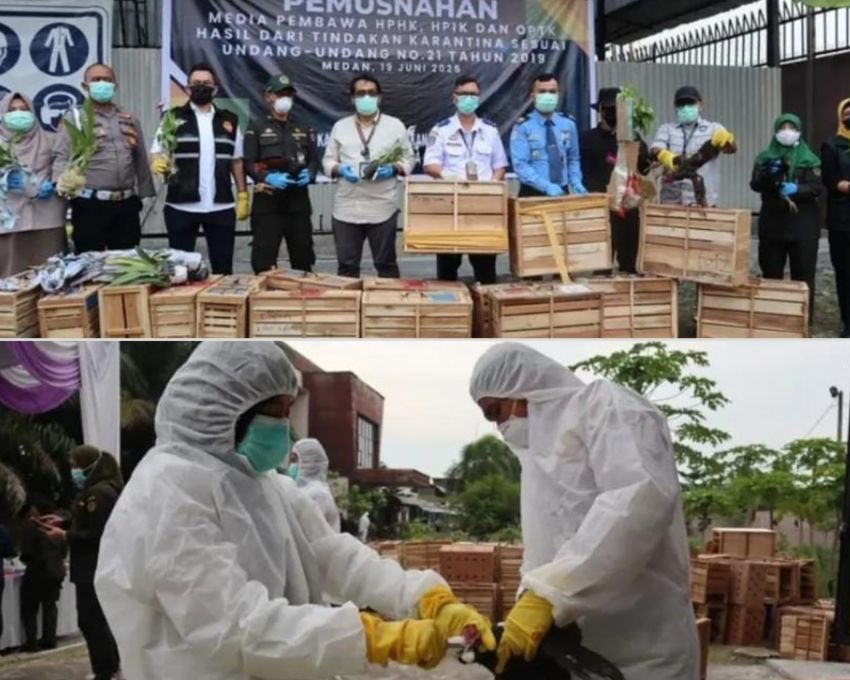 Karantina Sumut Musnahkan Satwa dan Tumbuhan Ilegal Senilai Rp 3,81 Miliar