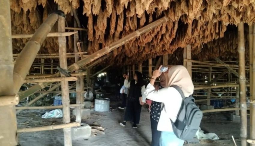Sejarawan Unimed Dorong Pelestarian Tembakau Deli sebagai Warisan Sejarah Sumatera