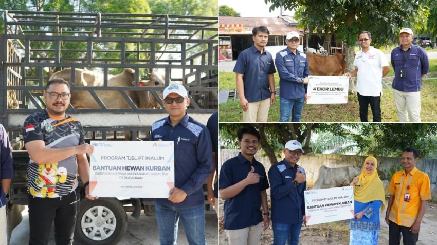 INALUM Tebar Kebahagiaan Iduladha, Salurkan 47 Hewan Kurban untuk Masyarakat!