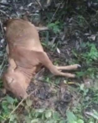 Sapi Warga Kembali Diterkam Harimau Sumatera di Langkat, Sudah Dua Kasus dalam Dua Pekan