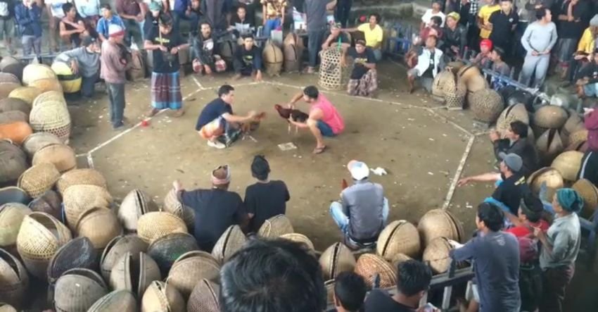 Perkelahian Berdarah di Arena Tajen Kintamani, Mantan Napi Nusa Kambangan Terlibat, Satu T3was