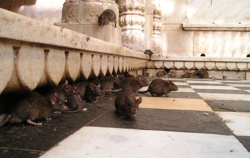 Tikus Pembawa Virus Mematikan, Pria di Bandung Barat Positif Hantavirus! Ini Gejalanya