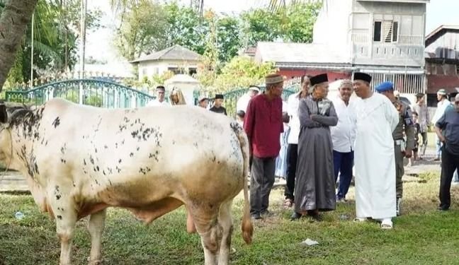 Bupati Langkat Syah Affandin Sumbang 12 Ekor Sapi Kurban, Serukan Empati dan Gotong Royong di Iduladha 1446 H