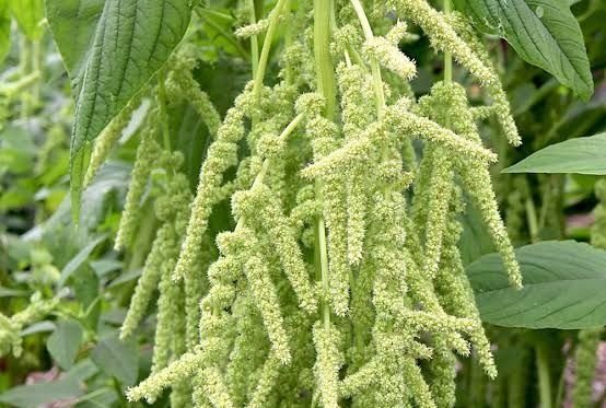 Lebih Kaya dari Gandum dan Beras: Ini Alasan Amaranth Disebut Superfood Masa Depan