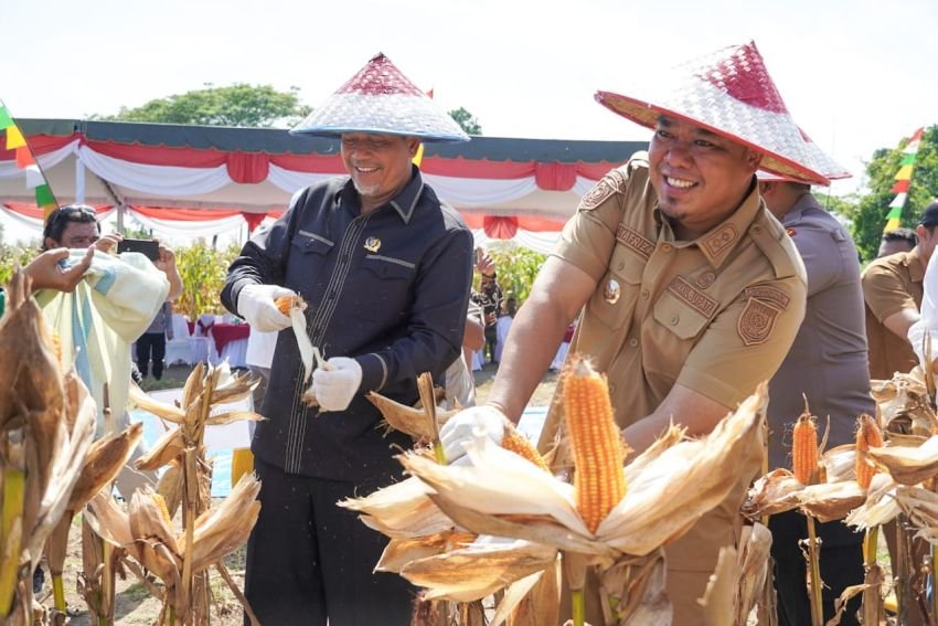 Sukseskan Swasembada Pangan, Wabup Batu Bara Ikut Panen Raya Jagung untuk ke-2 Kalinya