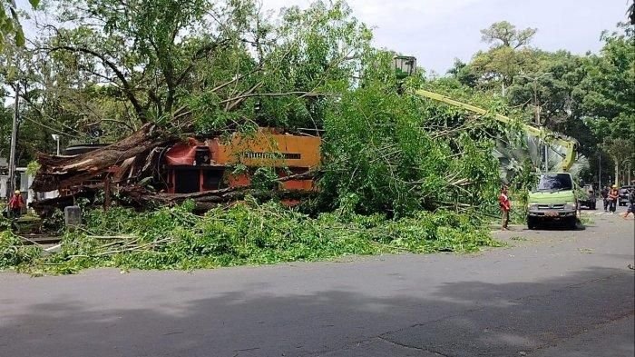 Angin Kencang Terjang Medan, 15 Pohon Tumbang hingga Timpa Kantor Pos dan Rumah Warga