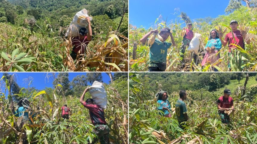 Satgas Yonif 741/GN Pos Laktutus Bantu Petani Panen Jagung di Perbatasan Belu