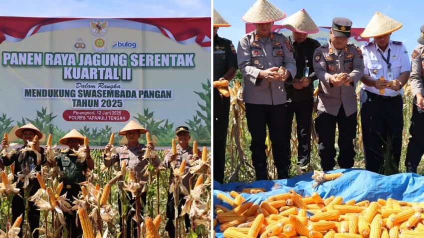 Polres Tapanuli Tengah Gelar Panen Raya Jagung Kuartal II 2025, Wujud Nyata Dukung Swasembada Pangan