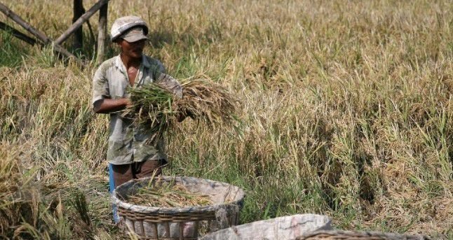 Tengkulak Kuasai Keuntungan Rp42 Triliun, Petani Hanya Dapat Rp1 Juta per Bulan