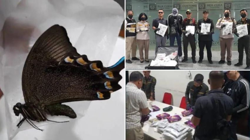 Gagal Diselundupkan ke Vietnam, Ribuan Kupu-Kupu Awetan dan Hewan Eksotis Diamankan di Kualanamu