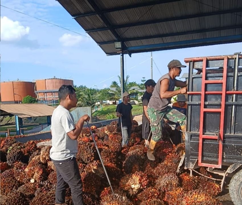 PKS PT PAL Beroperasi Kembali di Muaro Jambi di Bawah Manajemen Baru PT MMJ, Siap Beli TBS Terbaik untuk Petani