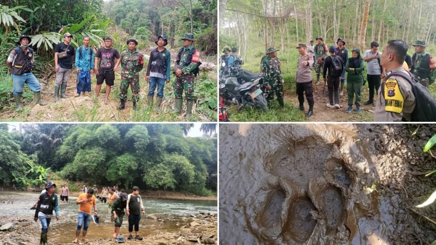 Kades Pudun Jae: Jejak Harimau Sumatera Belum Ditemukan, Masyarakat Di Himbau Tetap Waspada