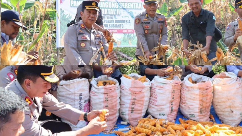 Polres Tapanuli Tengah Gelar Panen Raya Jagung Tahap Kedua 2025 di Kecamatan Kolang