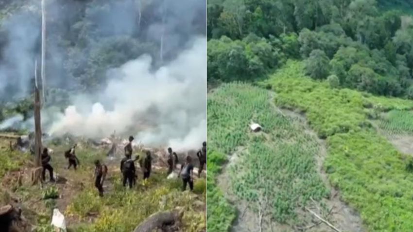 Ladang Ganja 25 Hektare di Nagan Raya Aceh Dimusnahkan, Akses Ekstrem Butuh Waktu 5 Jam Tempuh Lokasi