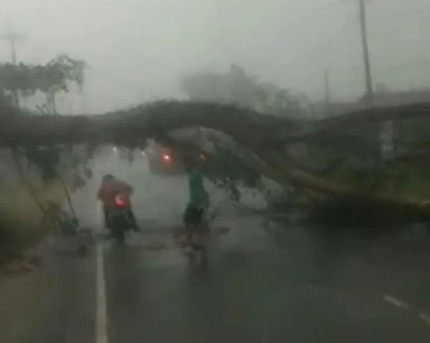Pohon Mahoni Tumbang di Jalinsum Langkat, Akses Medan&ndash;Aceh Lumpuh Total