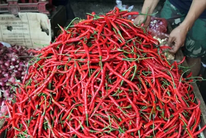 Harga Cabai Merah Turun di Onan Porsea, Warga Senang Meski Daya Beli Meningkat
