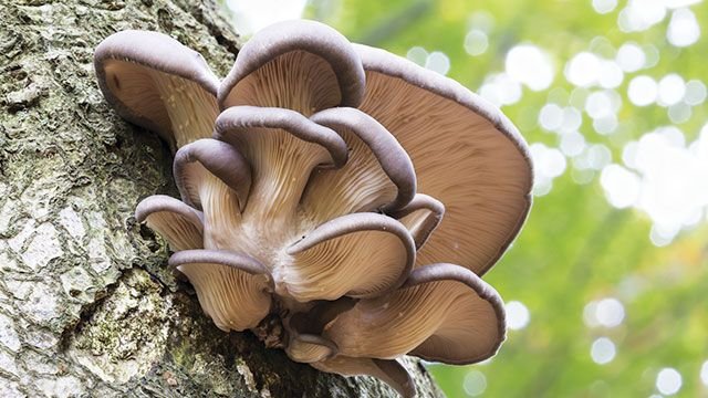 5 Jenis Jamur Edible yang Mudah Dibudidayakan di Rumah untuk Peluang Usaha Rumahan