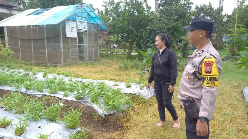 Dukung Ketahanan Pangan, Bhabinkamtibmas Tuwed Dukung Warga Manfaatkan Pekarangan untuk Budidaya Kangkung