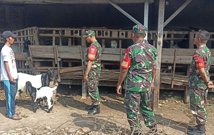 Babinsa Sragen Dampingi Peternak Kambing, Dorong Produktivitas dan Kesejahteraan Masyarakat