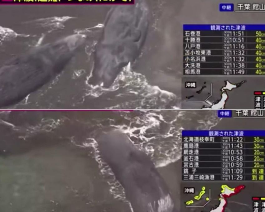 Paus-Paus Raksasa Terdampar Usai Tsunami Hantam Pesisir Jepang, Warga Diminta Tetap Waspada