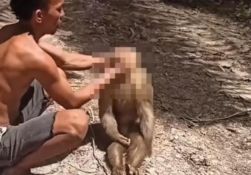 Viral Video Penganiayaan Monyet di Labusel, BBKSDA Turun Tangan: Pelaku Akui Kesal dan Buat Konten