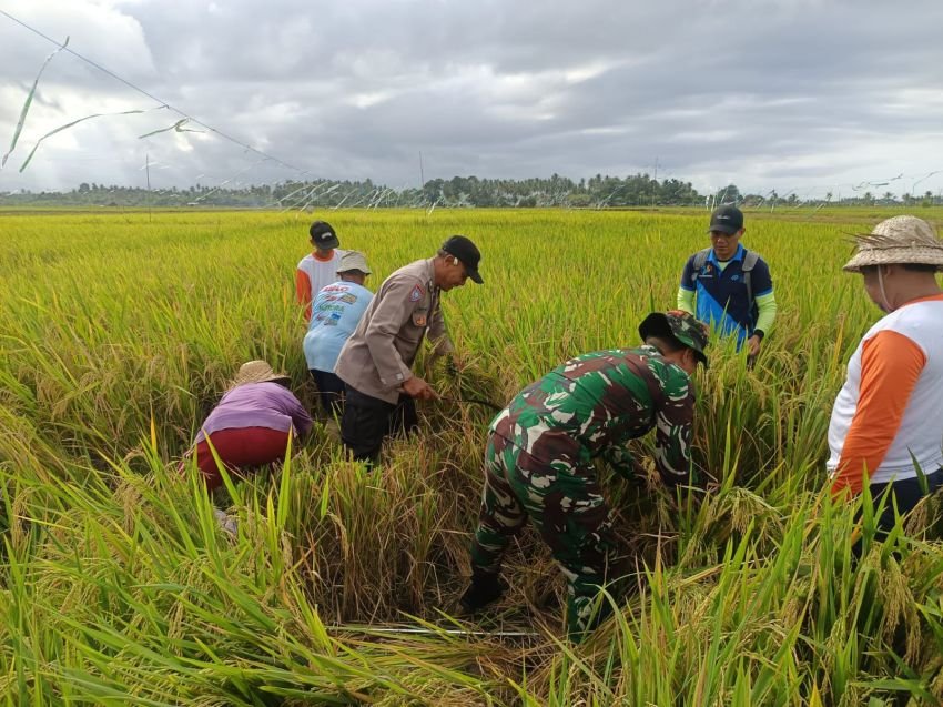 Babinsa dan Bhabinkamtibmas Dukung Ubinan Padi BPS: Hasil Panen di Jembrana Capai 5,1 Ton Beras