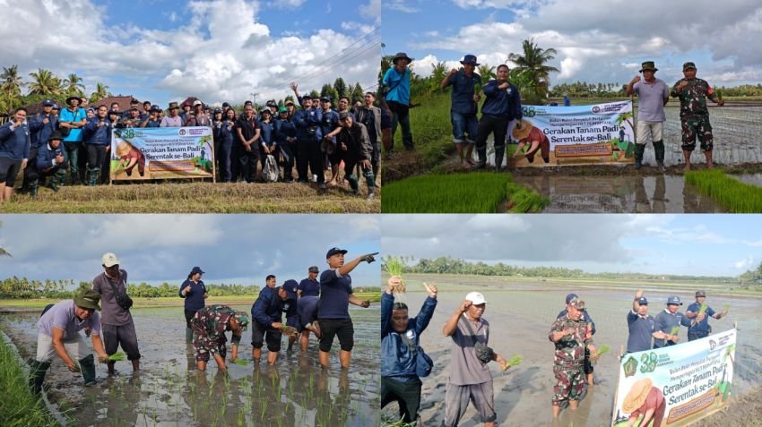 Gerakan Tanam Padi Serentak Se-Bali, Babinsa Delodberawah Turun Sawah di Jembrana