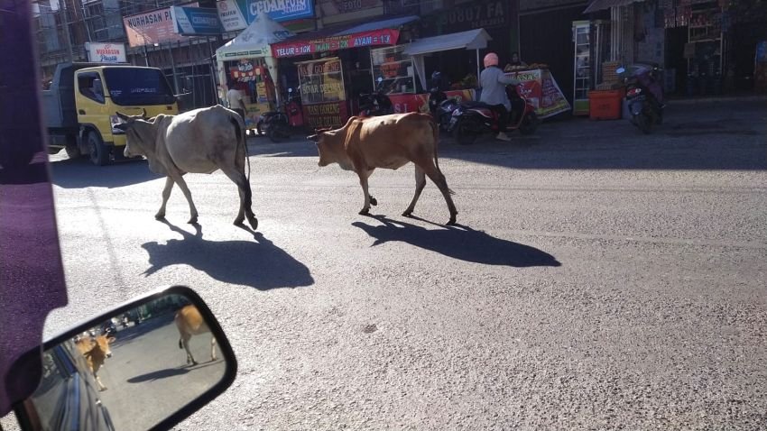 Ternak Lembu Berkeliaran di Sejumlah Ruas Jalan di Aceh Besar, Pengguna Jalan Diminta Waspada