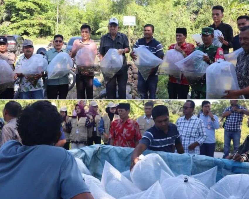 Pemkab Paluta Tabur 13 Ribu Benih Ikan di Lubuk Larangan Aek Uhom, Dorong Pelestarian Sungai dan Ekonomi Warga